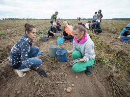 В Беларуси убран весь картофель: самая высокая урожайность в Витебской области