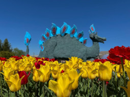 Лепельчане готовы встретить самый главный праздник весны - День Победы